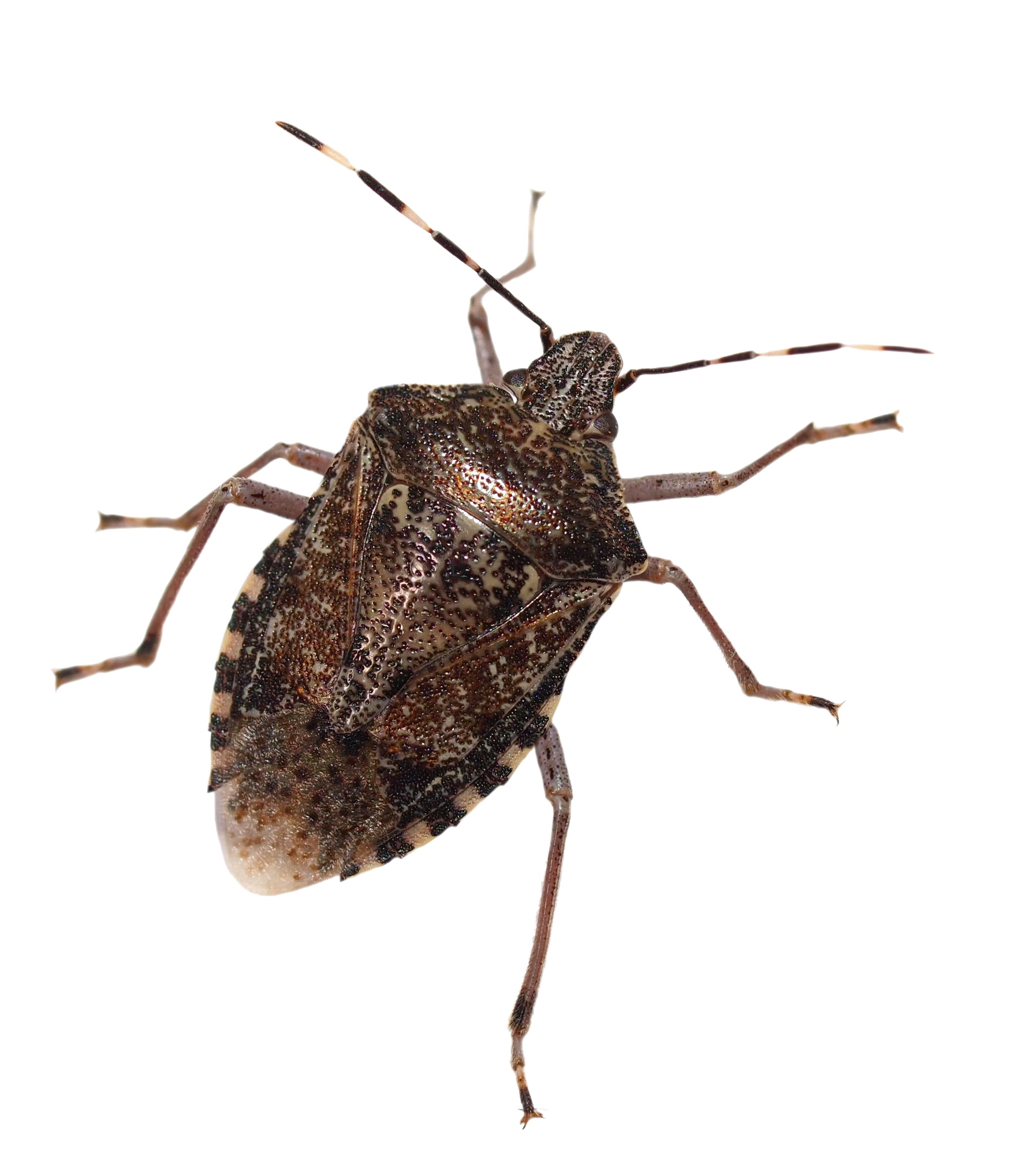 Stink Bugs PNG Isolated Image