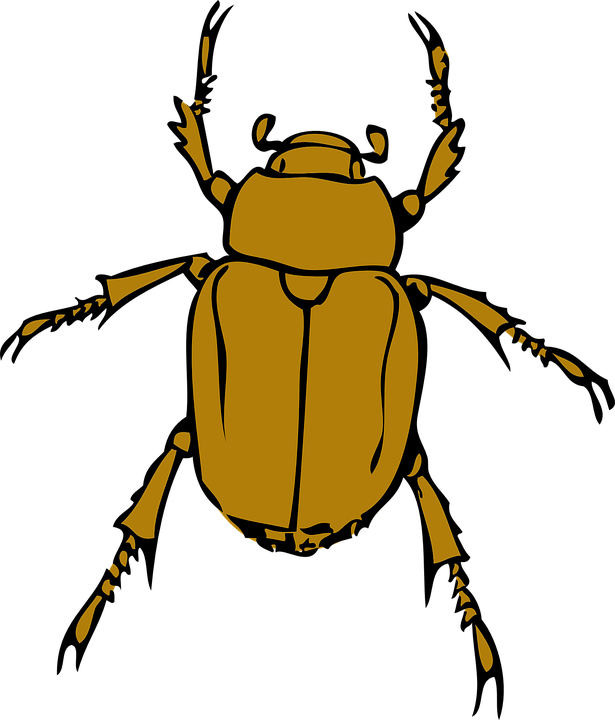 Stink Bugs PNG Photo
