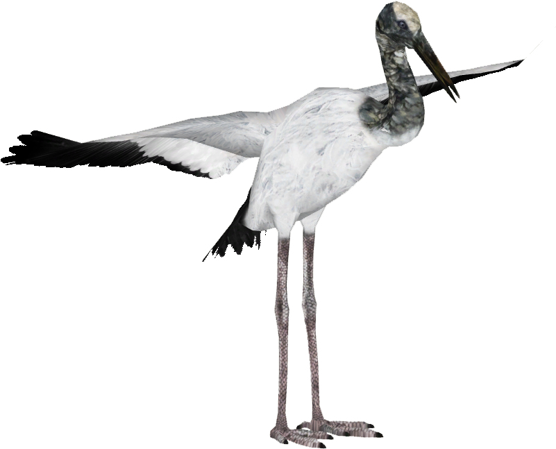 Stork PNG Image