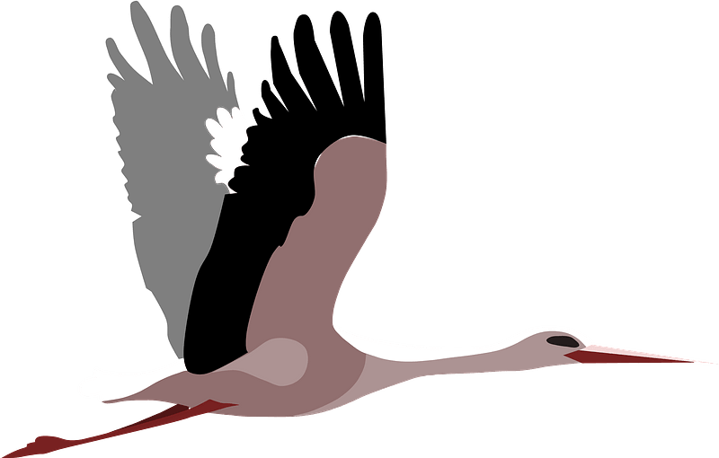Stork PNG Photos