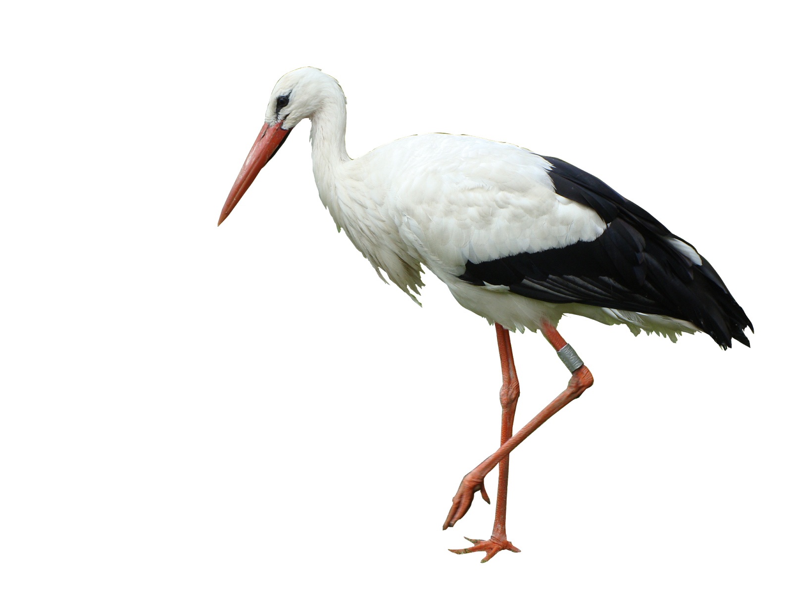 Stork PNG Transparent HD Photo