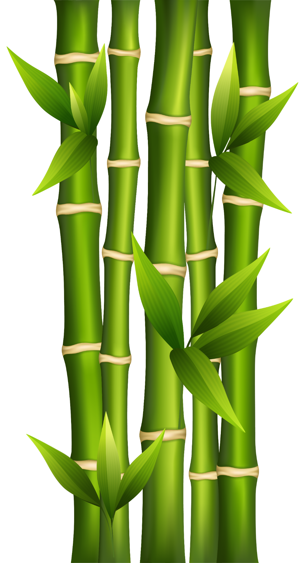 Suger Cane PNG Photo