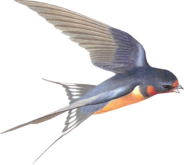Swallow Download PNG Isolated Image