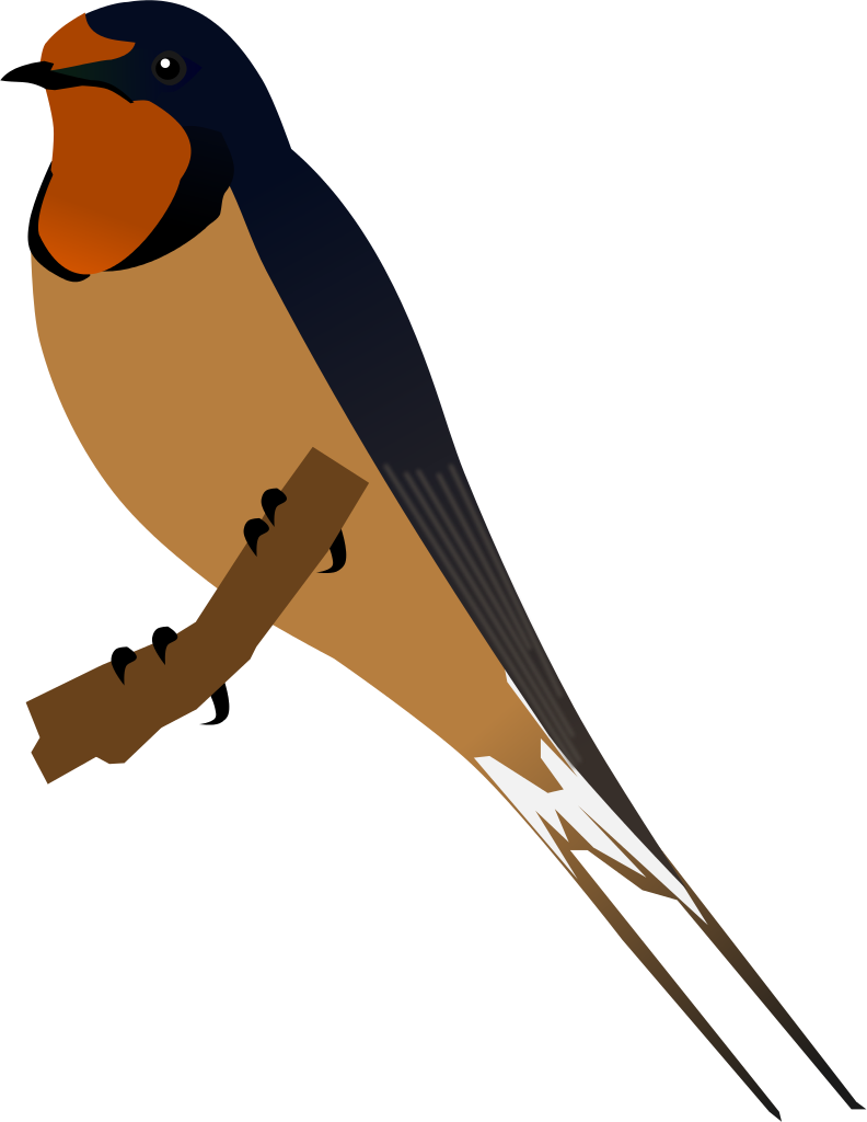 Swallow PNG Background Isolated Image
