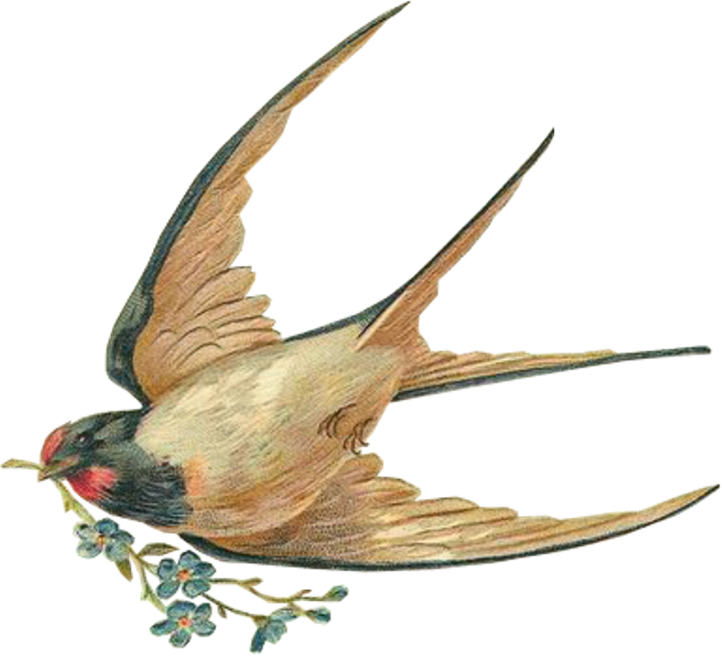 Swallow PNG HD Isolated