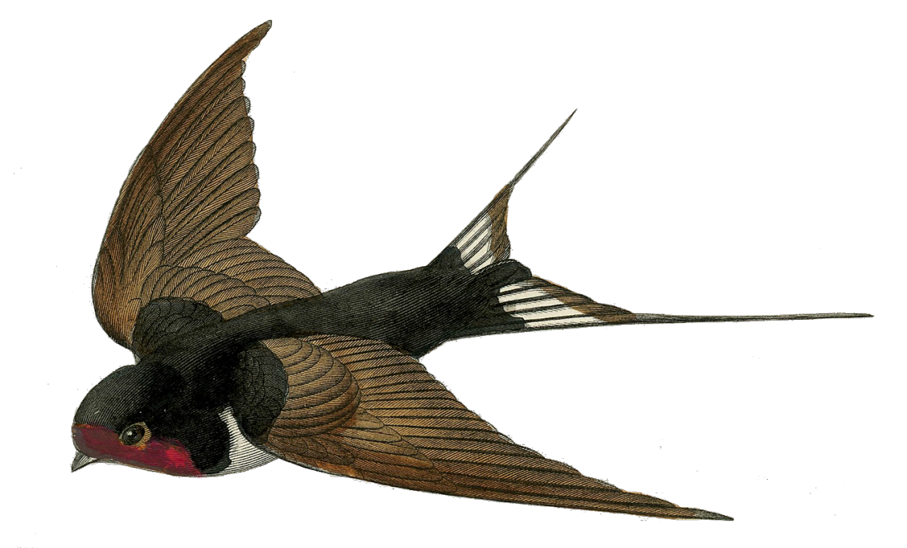 Swallow PNG Image