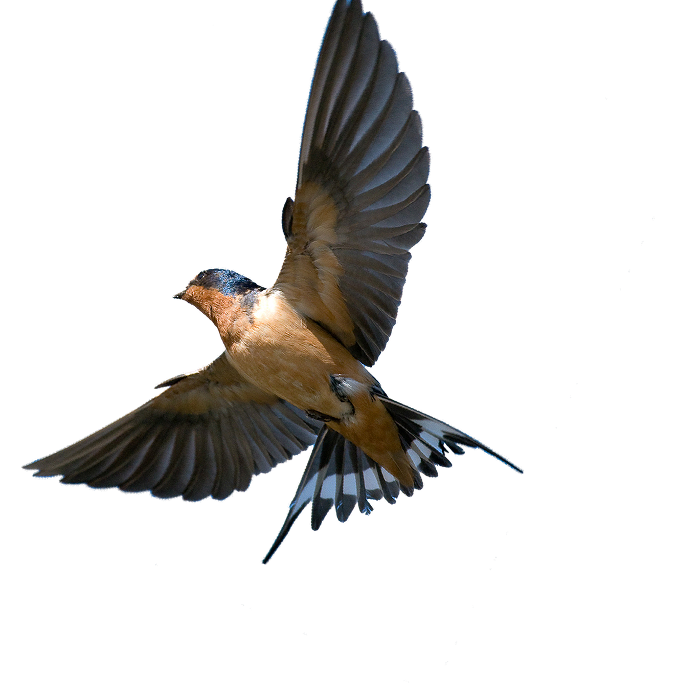 Swallow PNG Isolated Photo