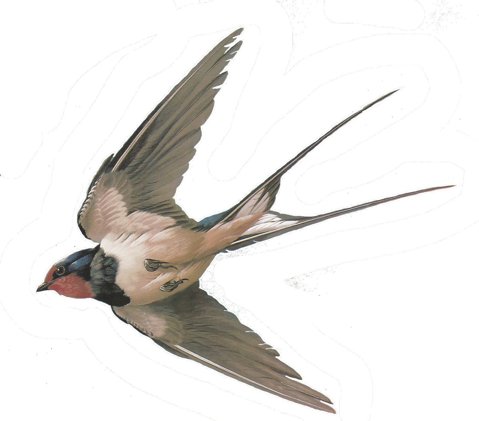 Swallow Transparent Images PNG