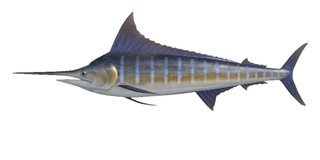 Sword Fish PNG Image