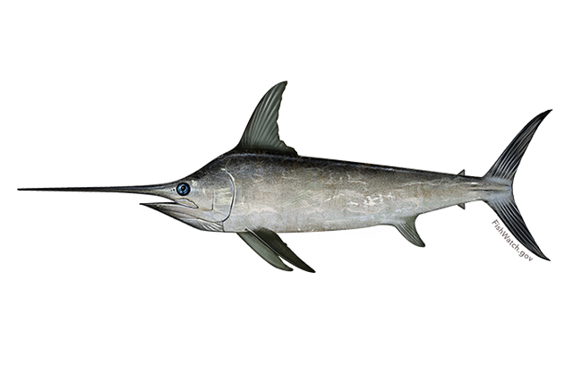 Sword Fish PNG Isolated HD