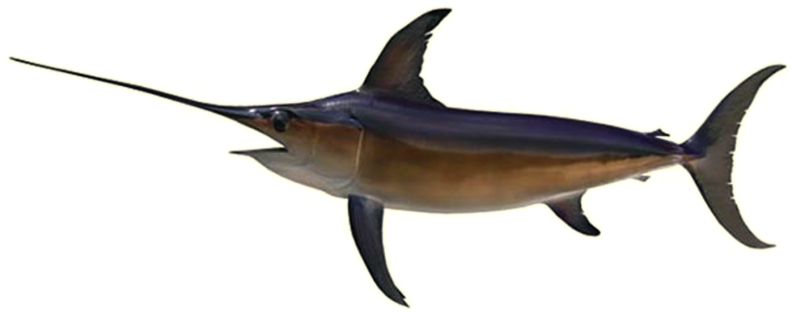 Sword Fish PNG Isolated Photo