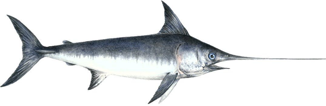 Sword Fish PNG Isolated Pic