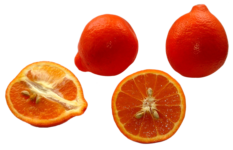Tangerine PNG Isolated Pic