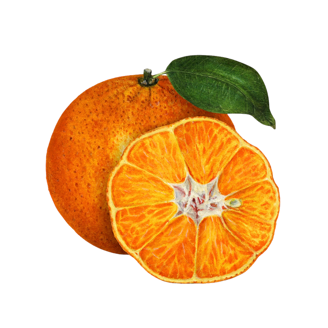 Tangerine PNG