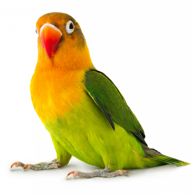 The Lovebirds PNG Free Download