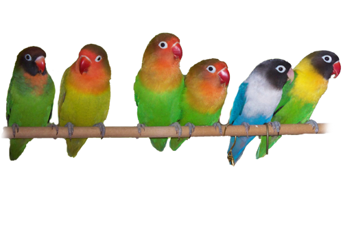 The Lovebirds PNG Image