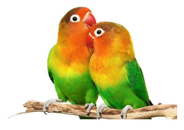The Lovebirds PNG Photos