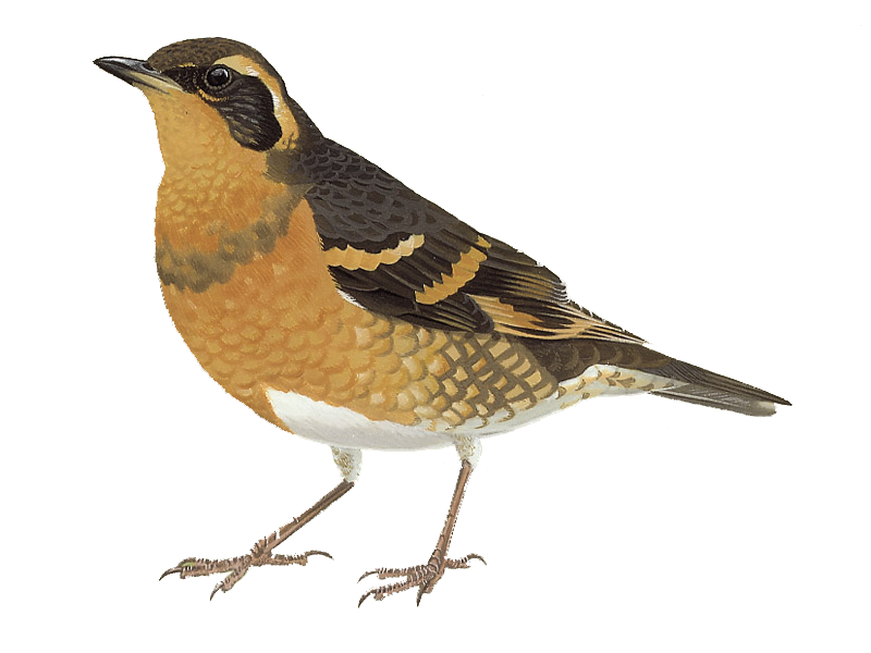 Thrushes Download PNG Image