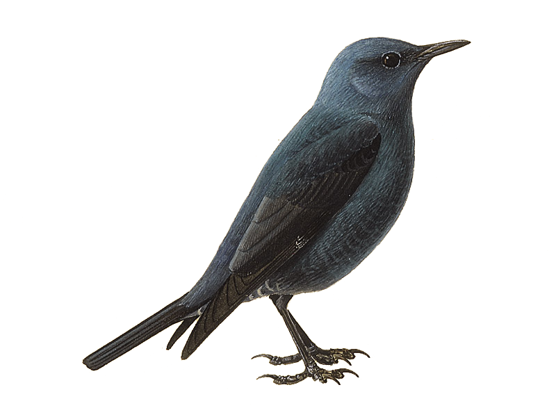 Thrushes PNG File