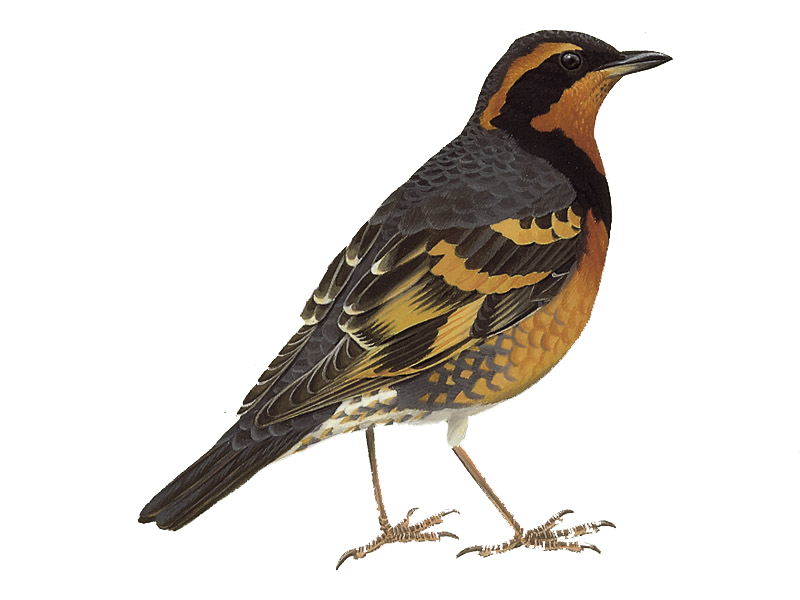 Thrushes PNG Isolated Image