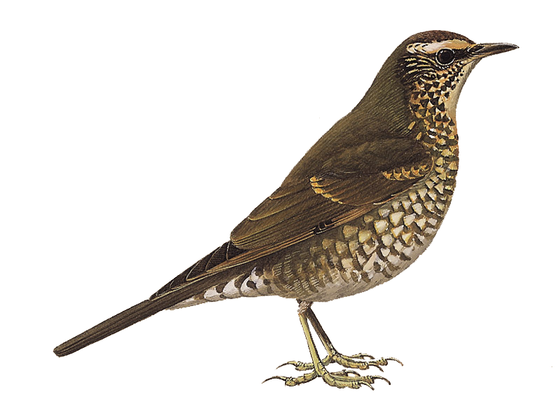Thrushes PNG Isolated Photo