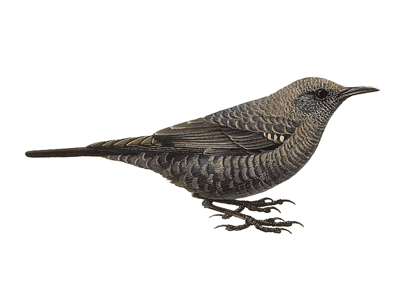 Thrushes PNG Pic