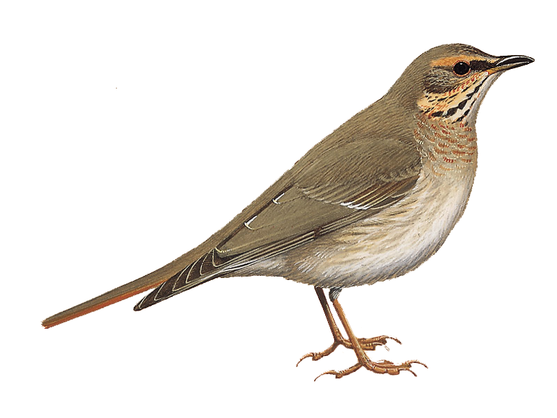 Thrushes PNG Picture