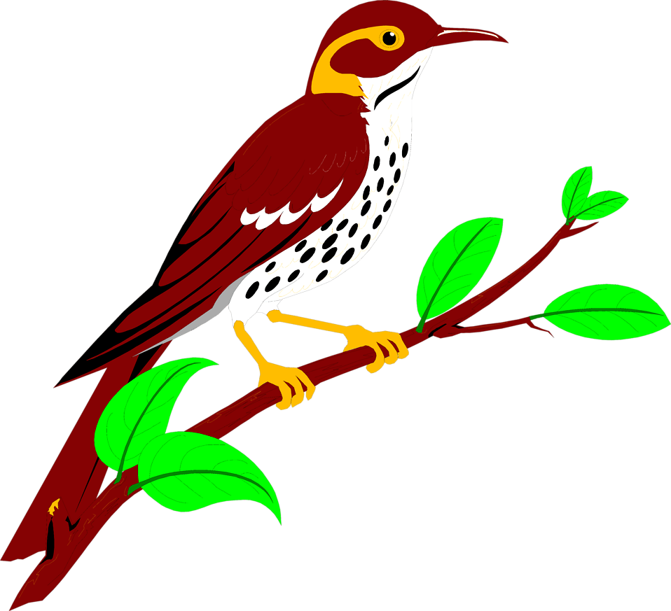 Thrushes PNG