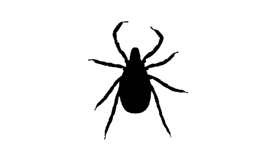 Tick Insect Download PNG Image