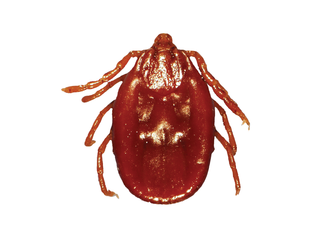 Tick Insect PNG Background Image