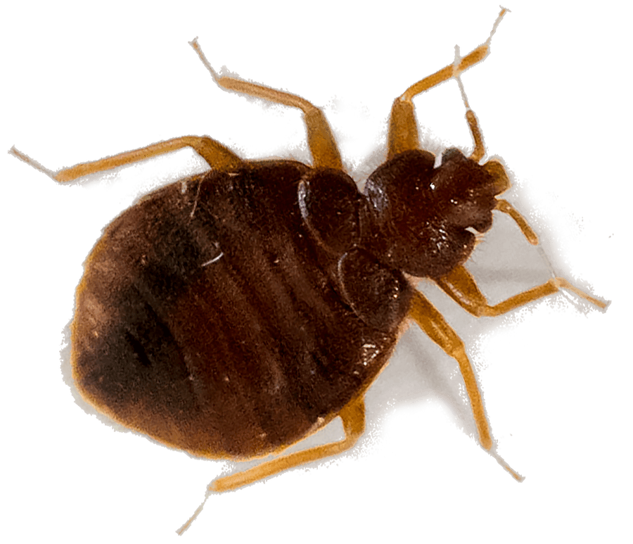 Tick Insect PNG Clipart