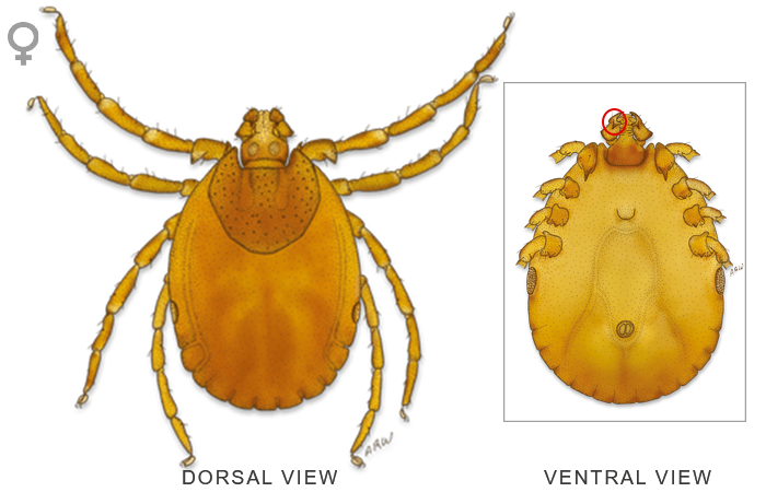 Tick Insect PNG File