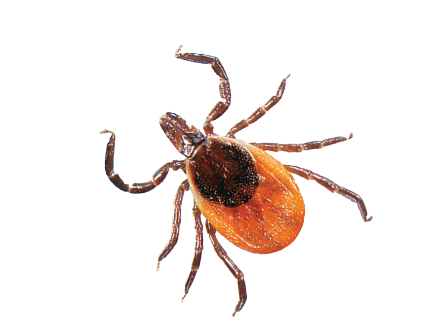 Tick Insect PNG HD