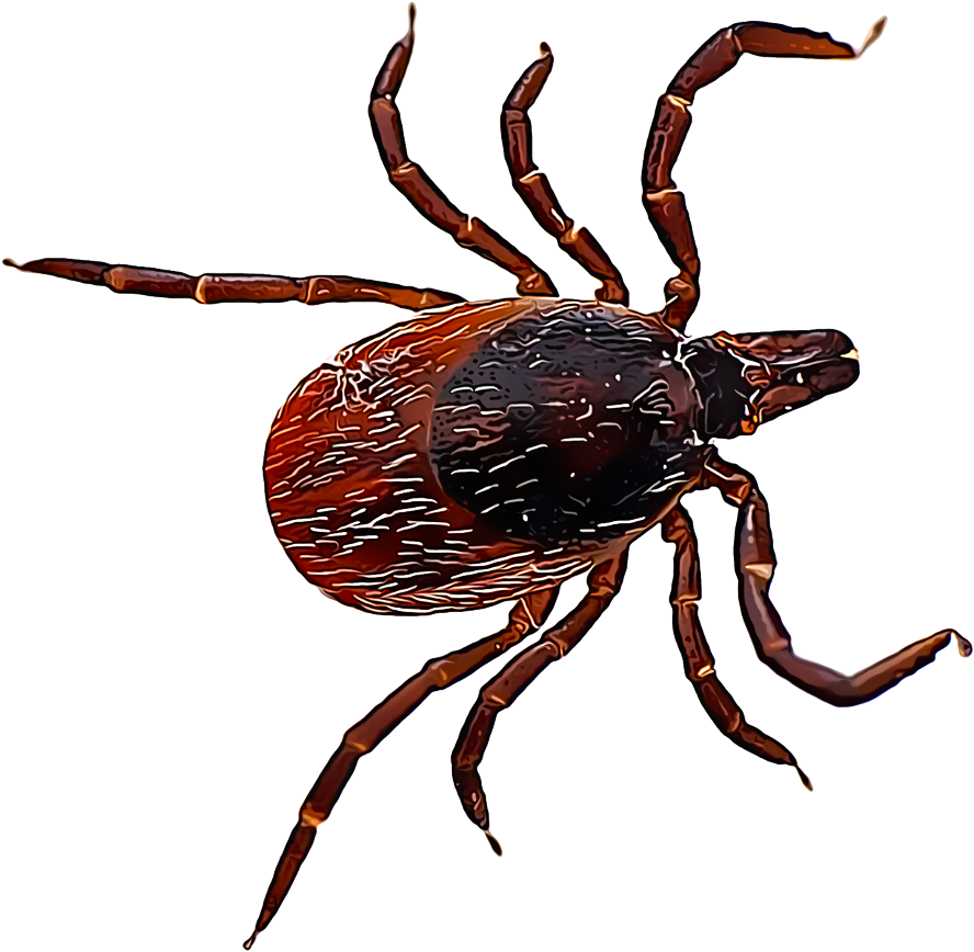 Tick Insect PNG Image