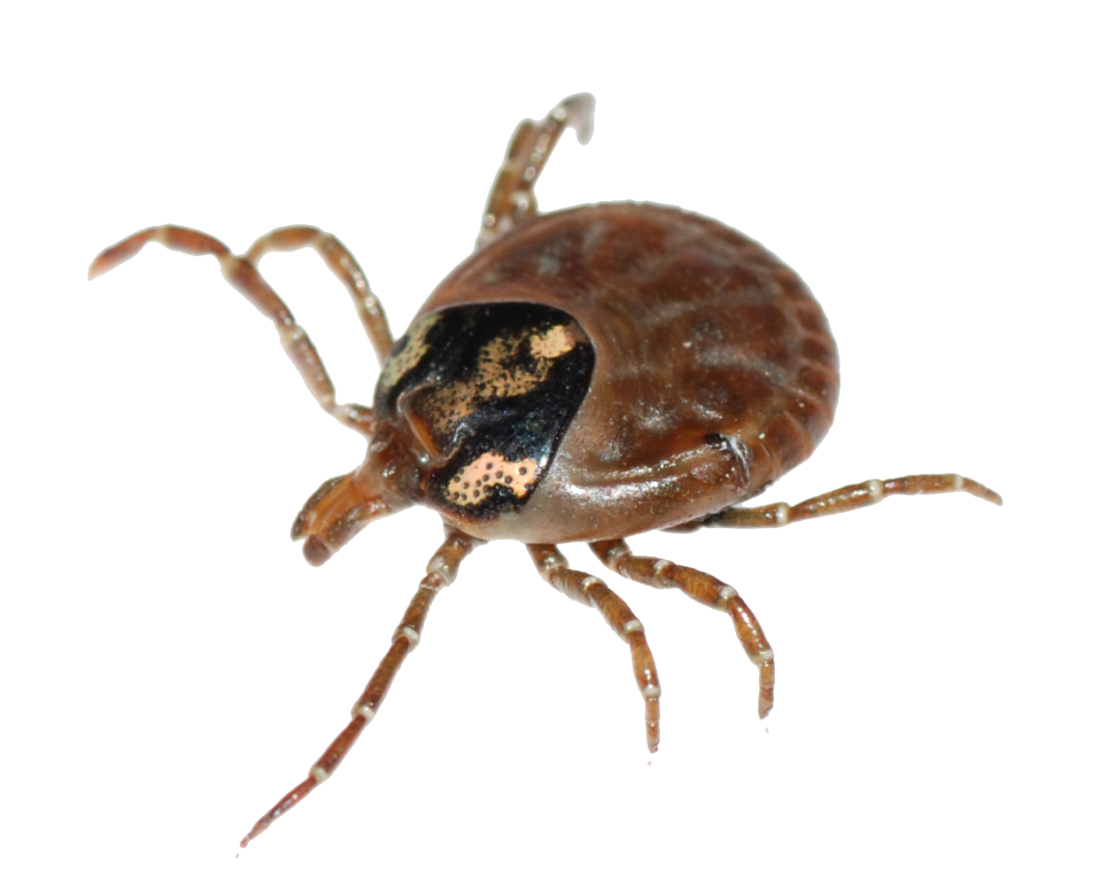Tick Insect PNG Isolated HD Pictures