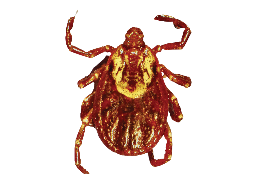 Tick Insect PNG Isolated Image