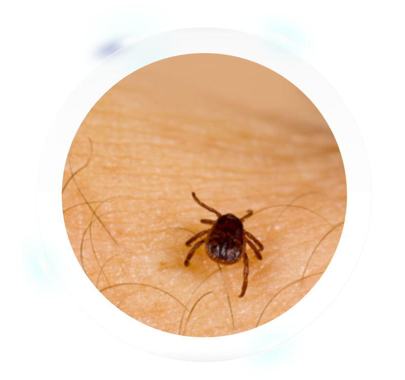 Tick Insect PNG Isolated Photo