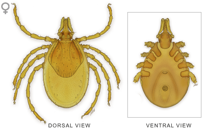 Tick Insect PNG Isolated Transparent HD Photo