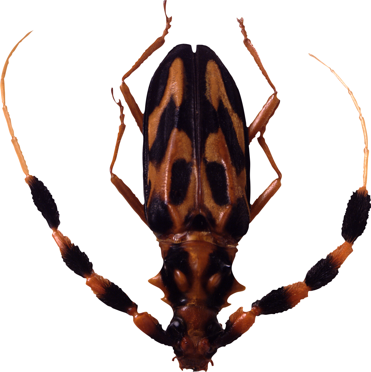 Tick Insect PNG Isolated Transparent Image