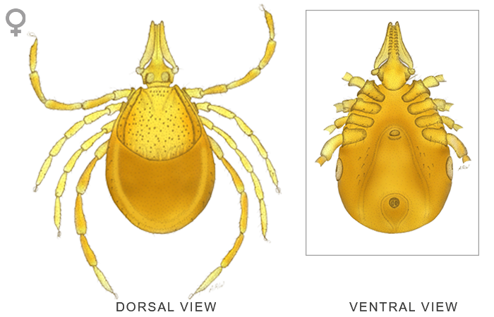 Tick Insect PNG Isolated Transparent Picture