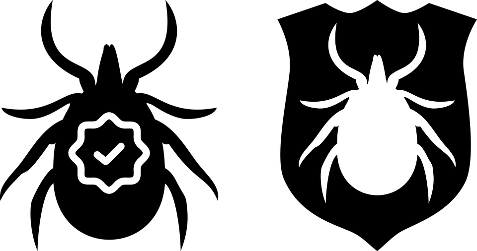 Tick Insect PNG Isolated Transparent