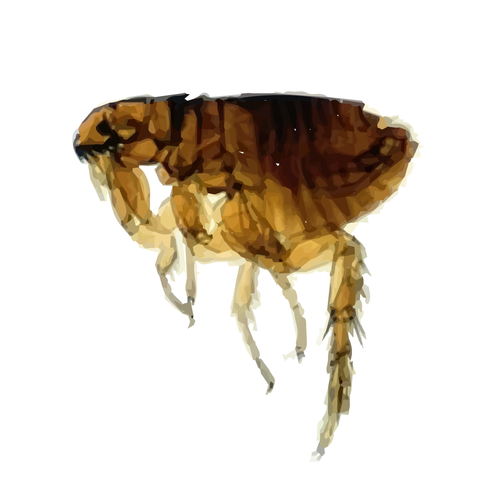 Tick Insect PNG Pic