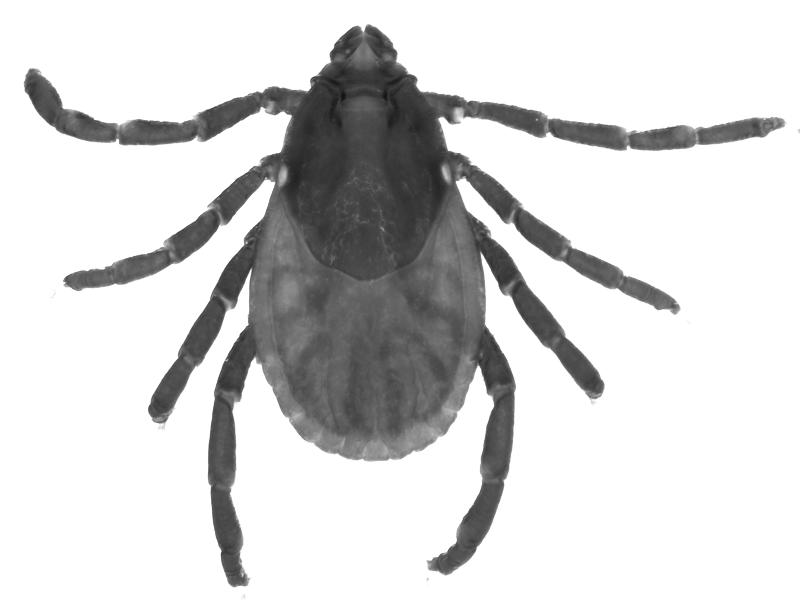 Tick Insect PNG Picture