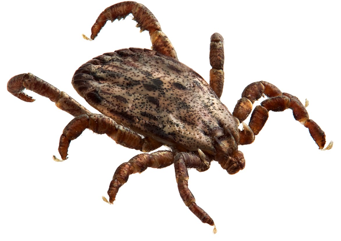 Tick Insect Transparent Background