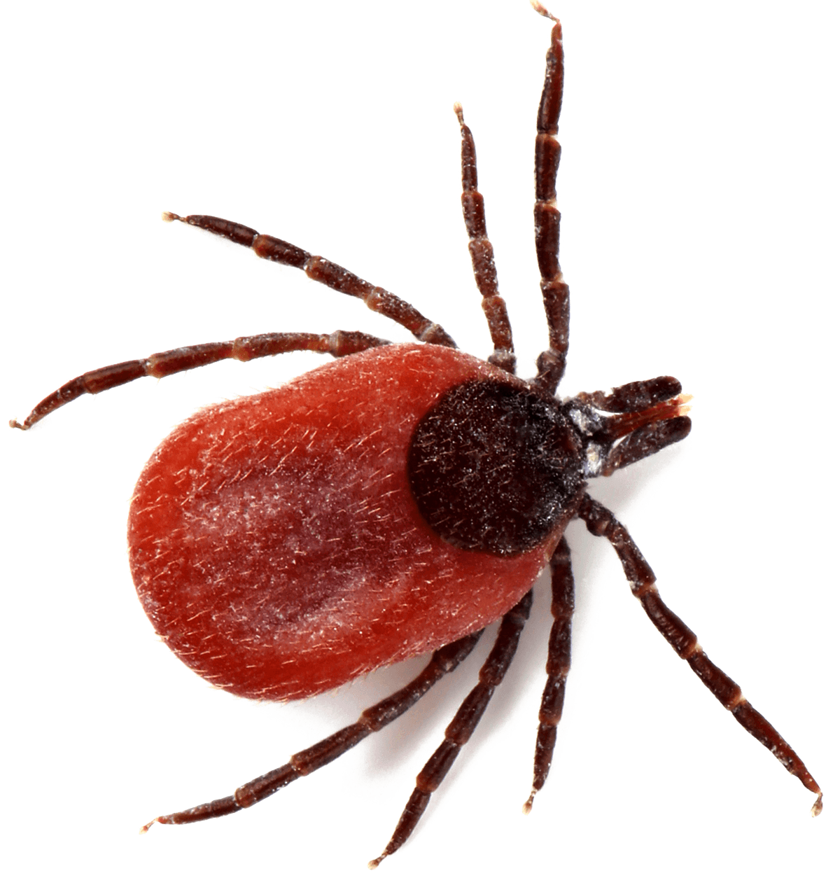 Tick Insect Transparent Isolated PNG