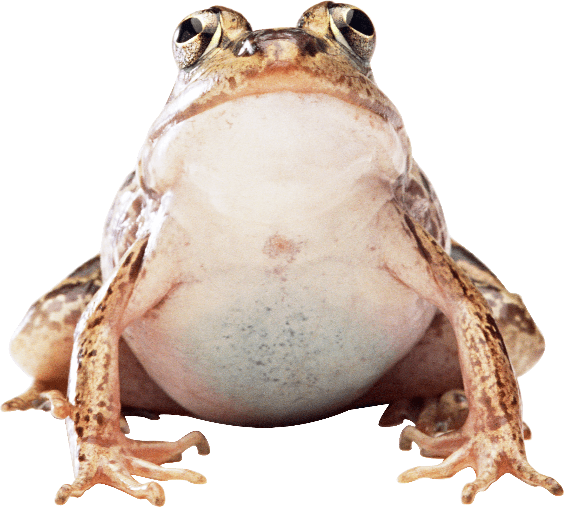 Toads Download PNG Image