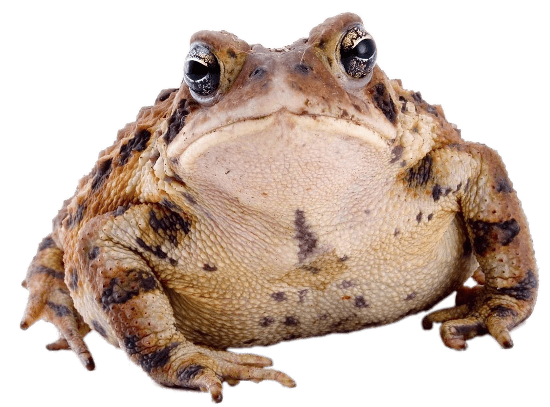 Toads PNG Clipart