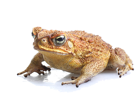 Toads PNG Isolated File