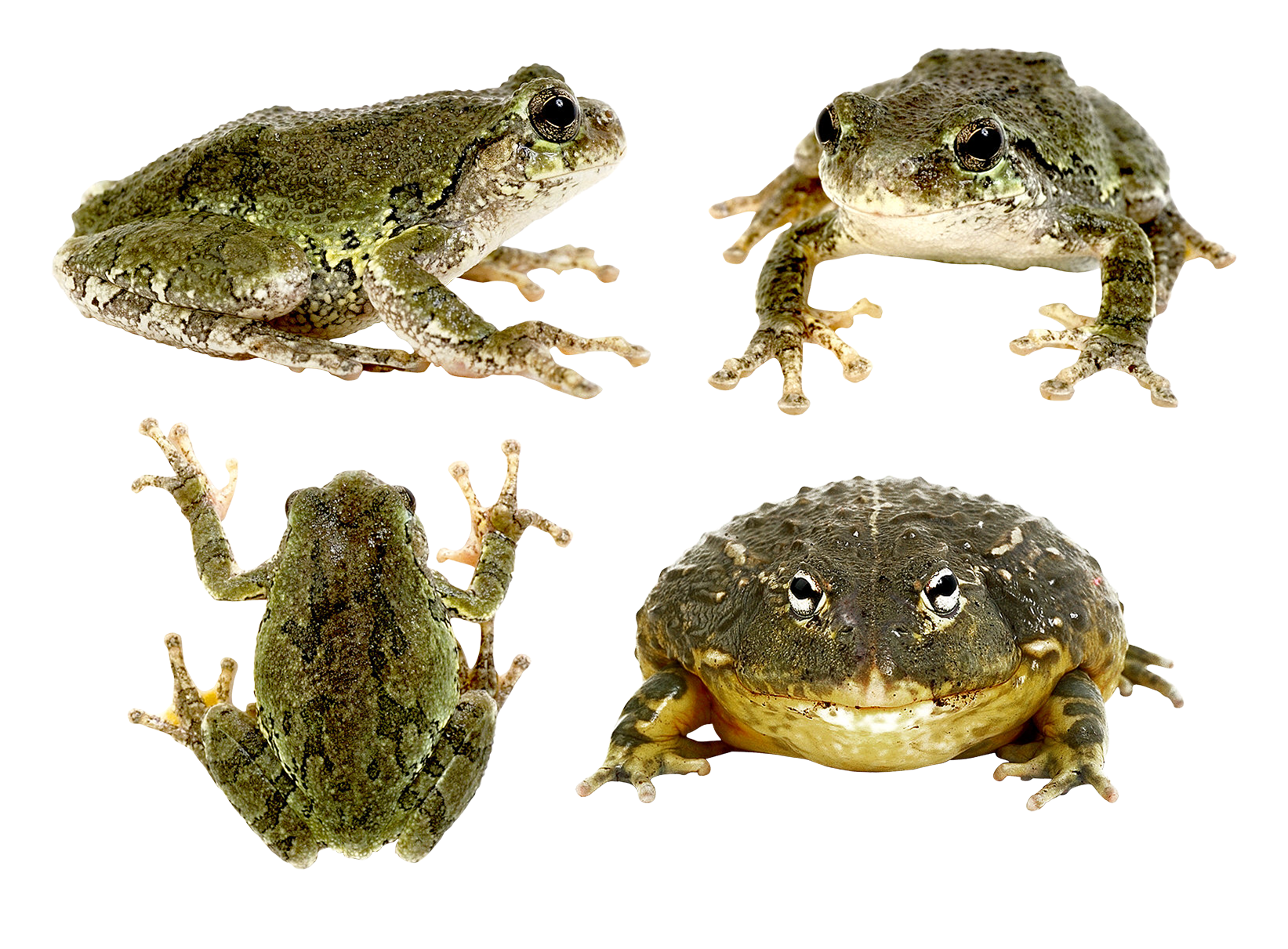 Toads PNG Isolated Image