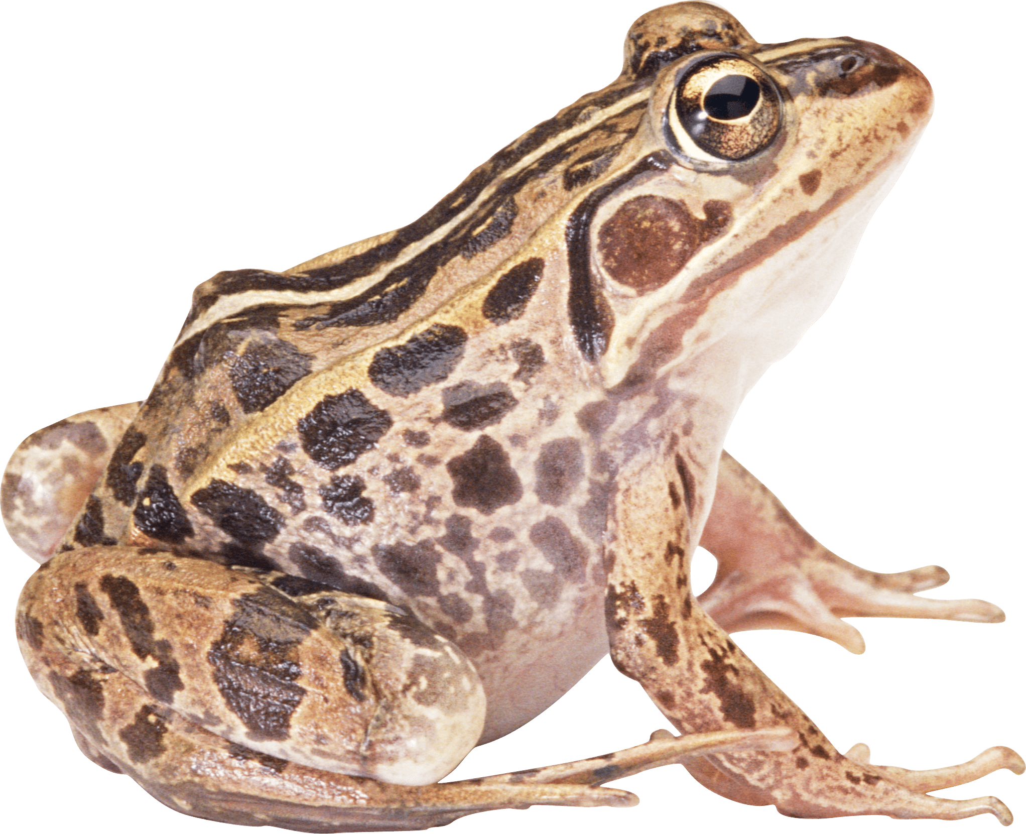 Toads PNG Isolated Photo